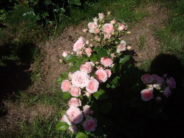 IMGP2375