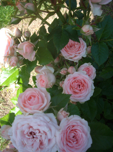 IMGP2377
