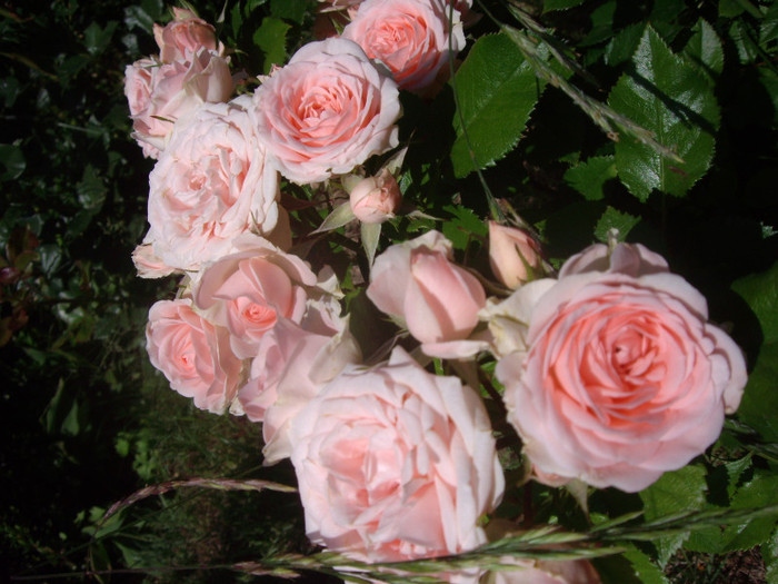 IMGP2379