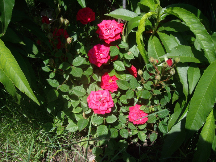 IMGP2380