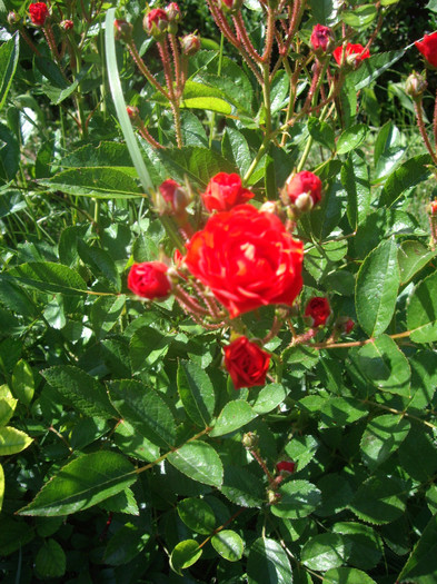 IMGP2385