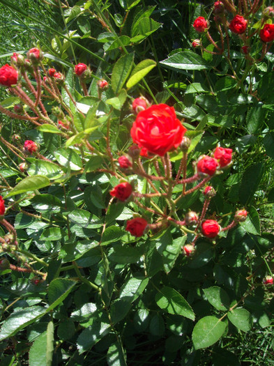 IMGP2388
