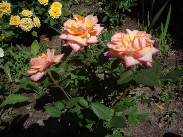 IMGP2397