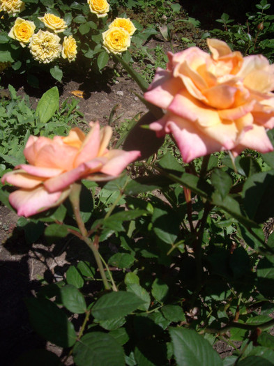 IMGP2398
