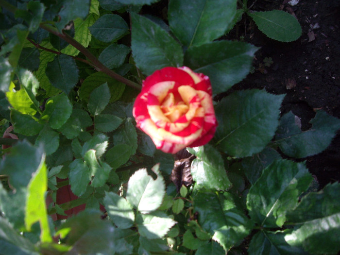 IMGP2401