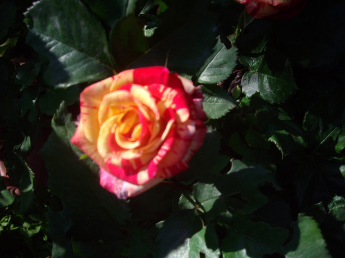 IMGP2402