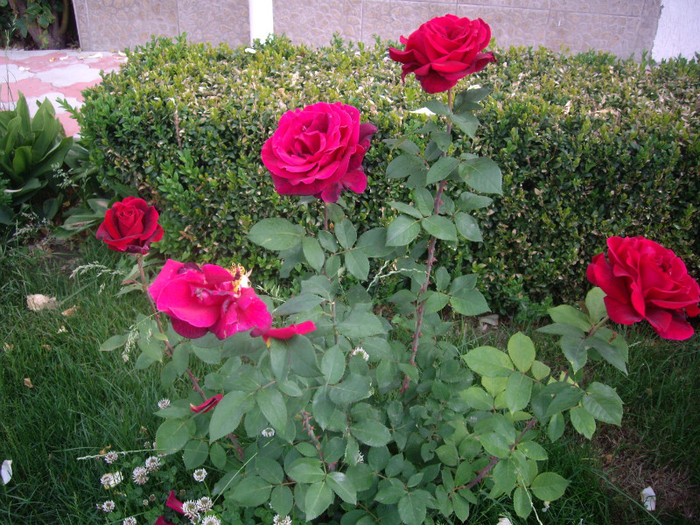 IMGP2447