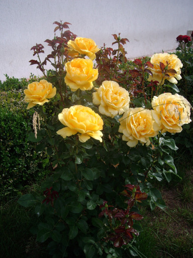 IMGP2450