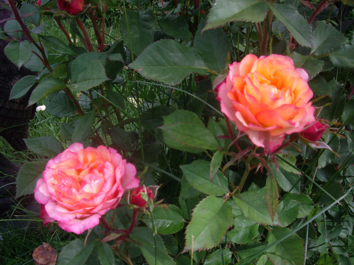 IMGP2453