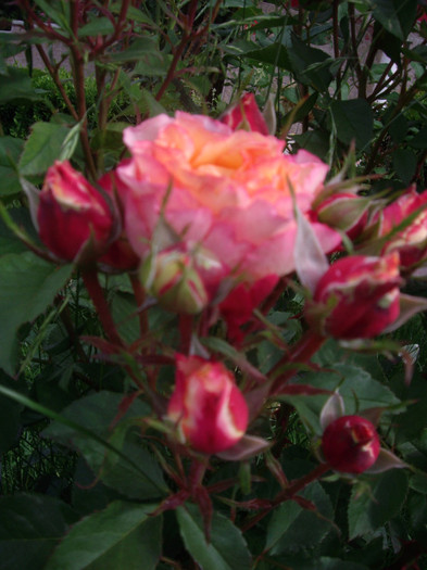 IMGP2454