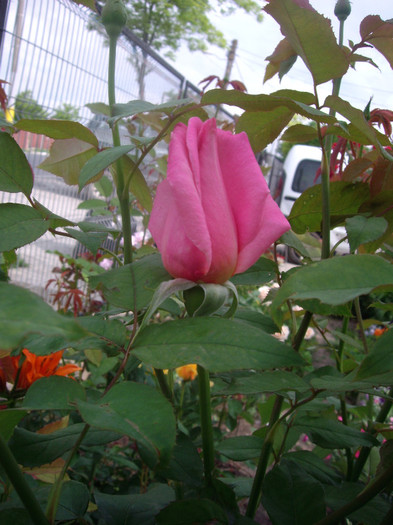 IMGP2462
