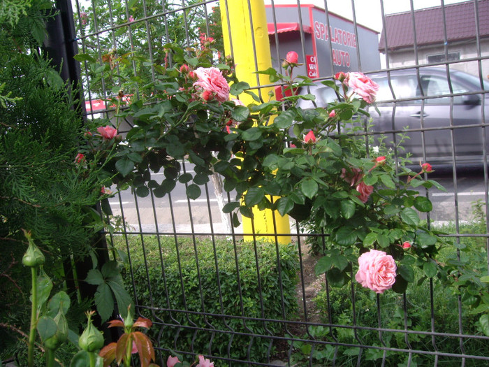 IMGP2463