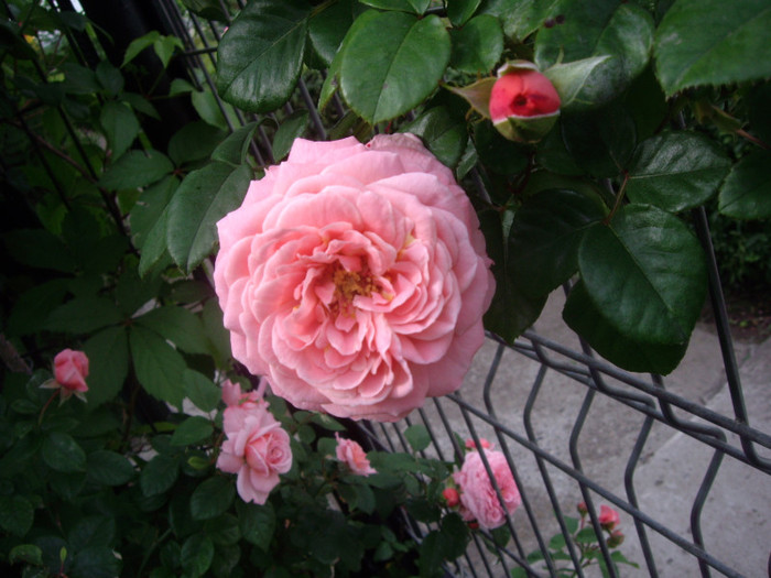 IMGP2464