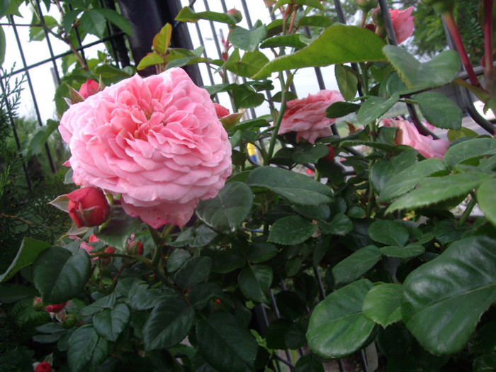 IMGP2465