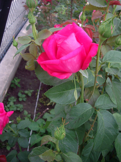 IMGP2466