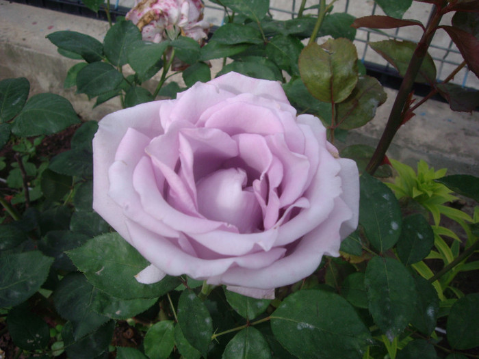 IMGP2469