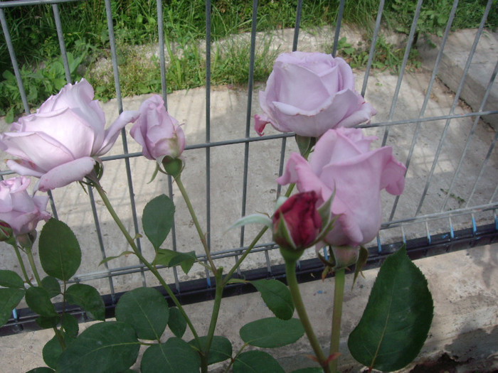 IMGP2472