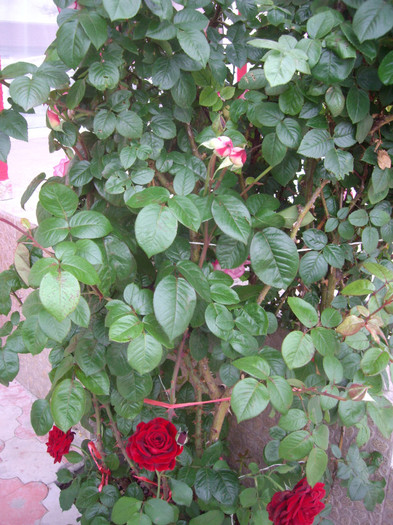 IMGP2477