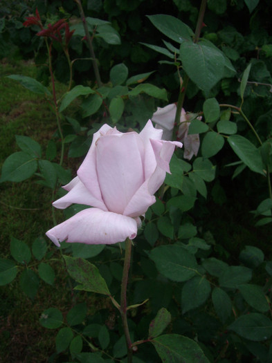 IMGP2483