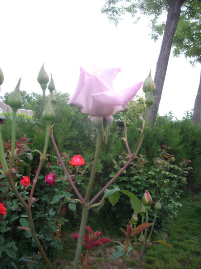 IMGP2484