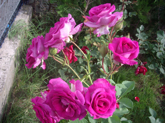 IMGP2486