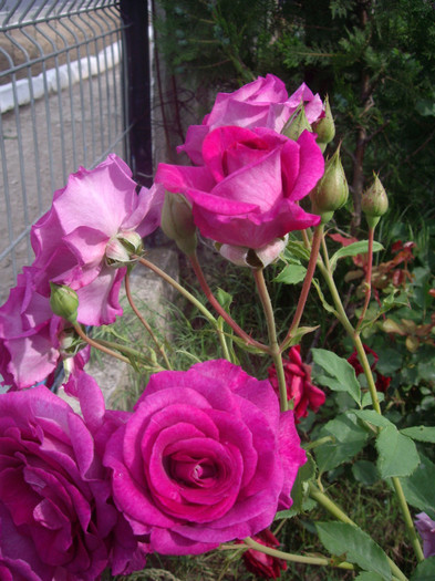 IMGP2487