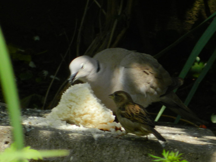 DSCN5576