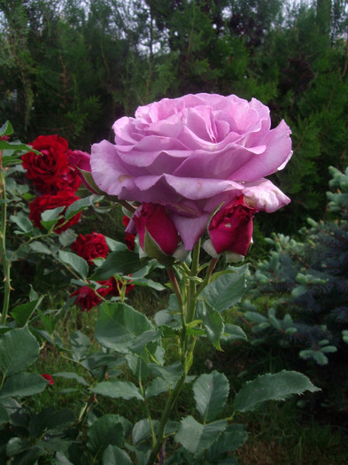 IMGP2488