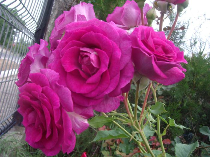 IMGP2489