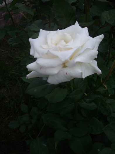 IMGP2491