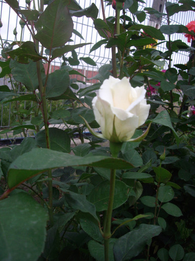 IMGP2492
