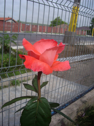 IMGP2494