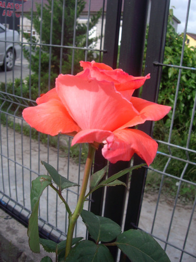 IMGP2496