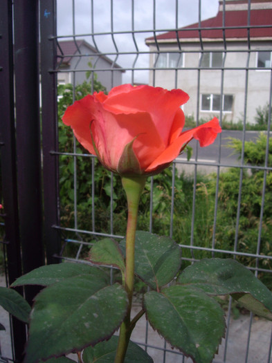 IMGP2497