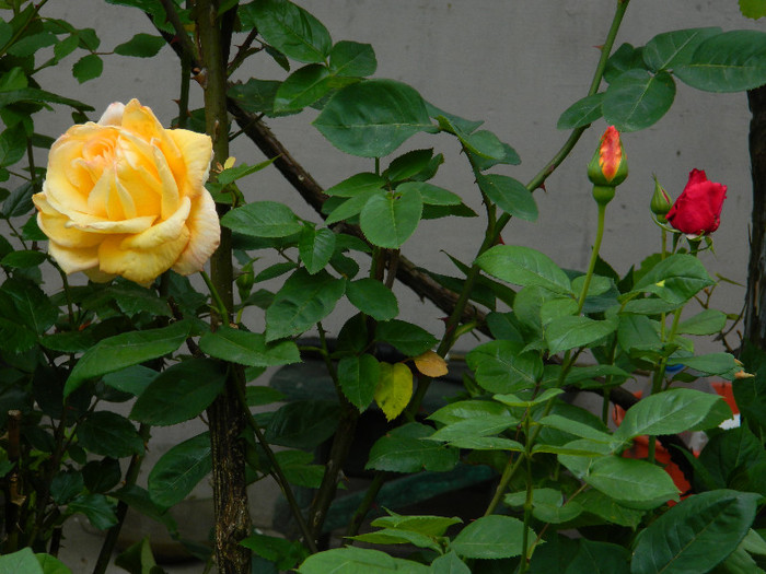 DSCN5599