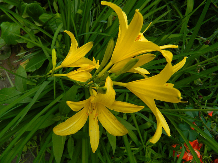 DSCN5621