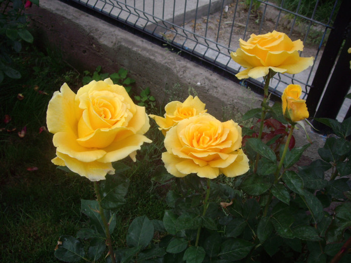 IMGP2511