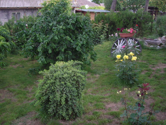 IMGP2521 - trandafiri 2012