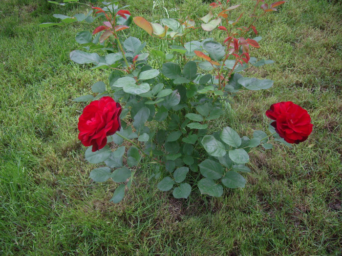 IMGP2531 - trandafiri 2012