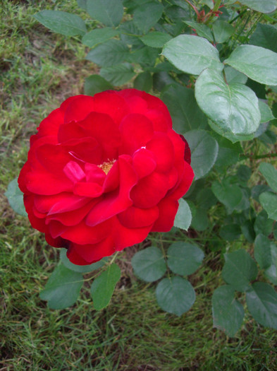 IMGP2532