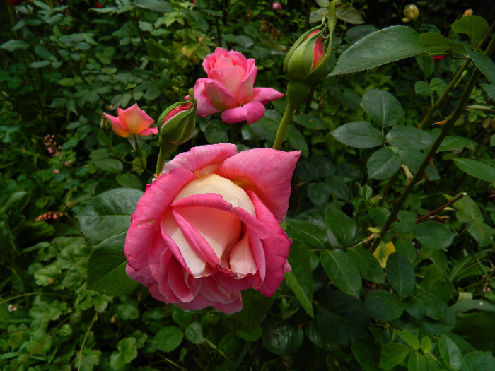 DSCN5627