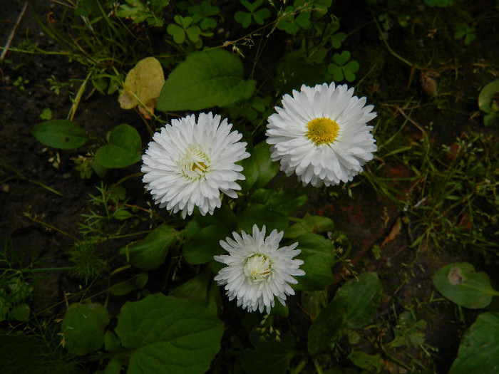 DSCN5628