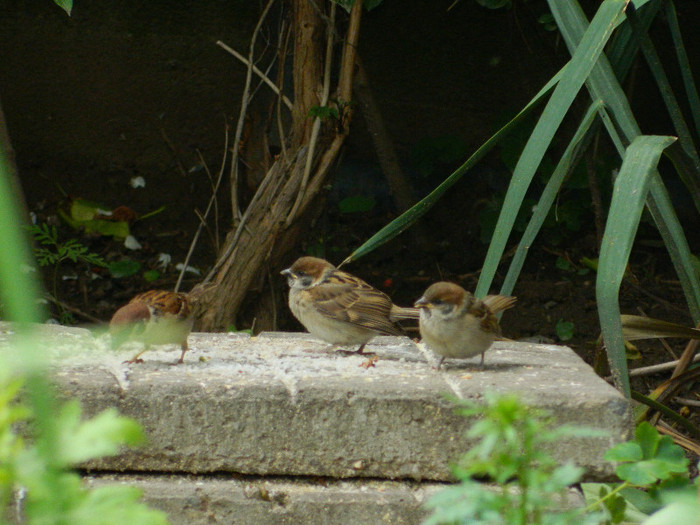 DSCN5715