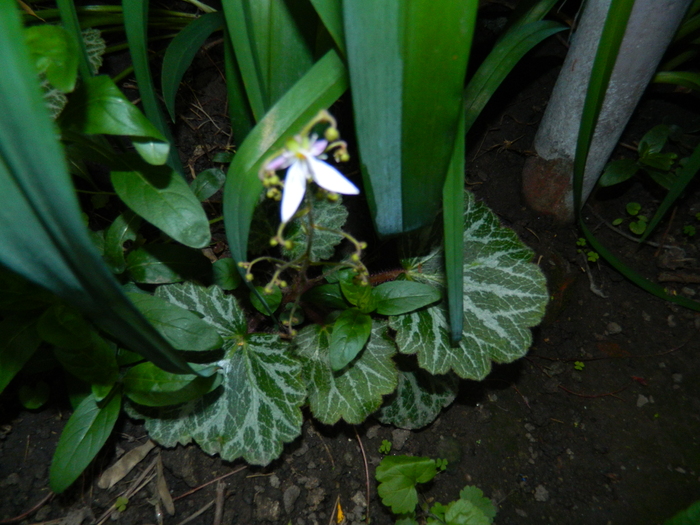 DSCN5727