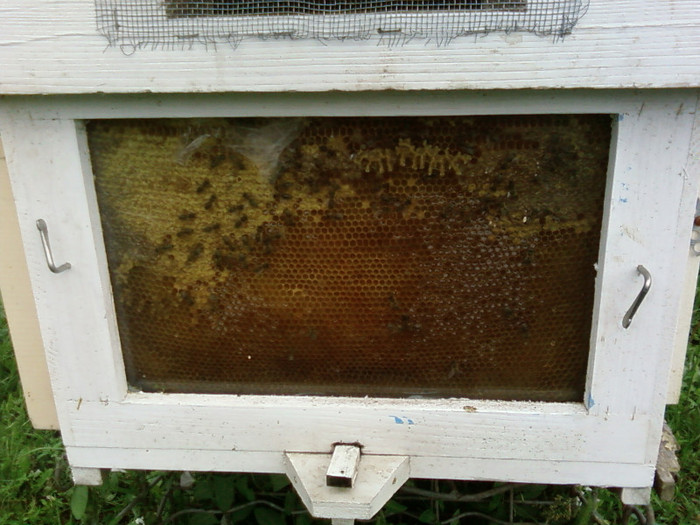 roinita,geam observare