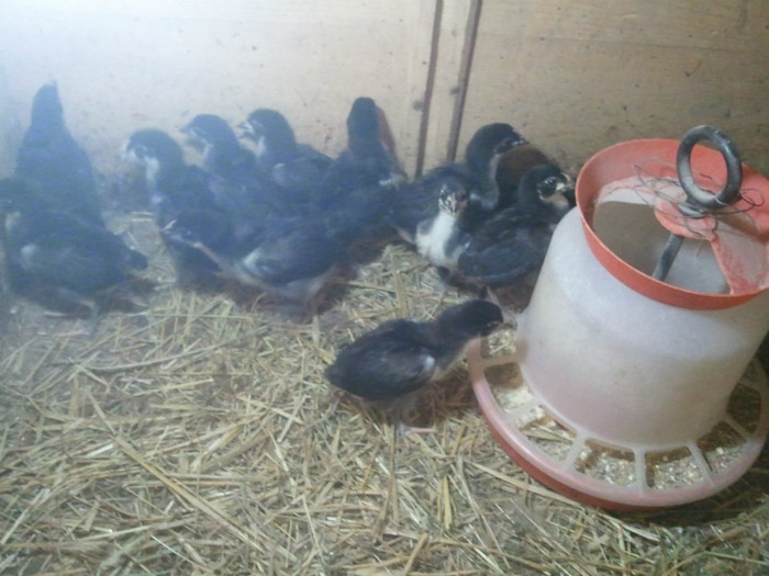 2012-05-18 18.35.32 - Australorp