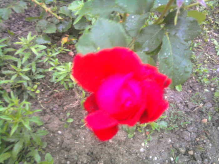 trandafir rosu - florile mele