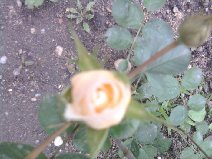 trandafir crem