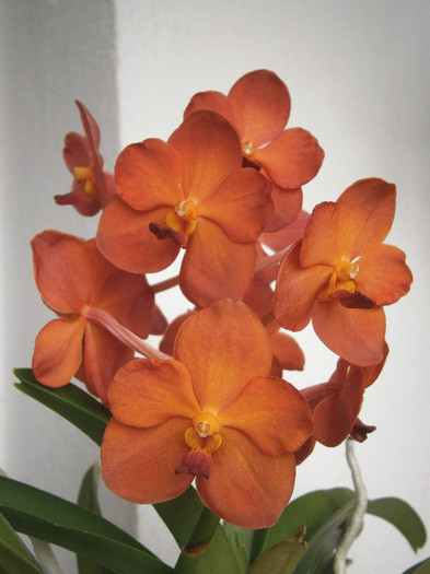 Vanda 1 (Ascocenda Orange Candy) - Vanda