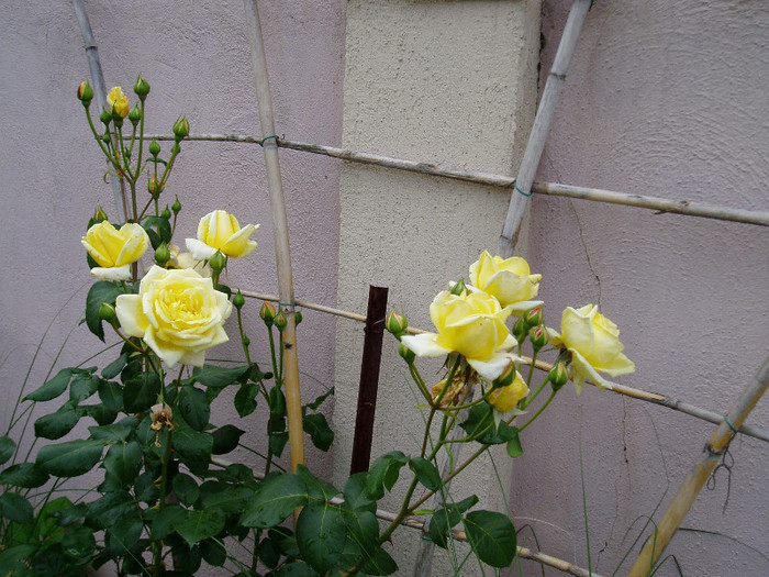 25 MAi - Mai - Iunie